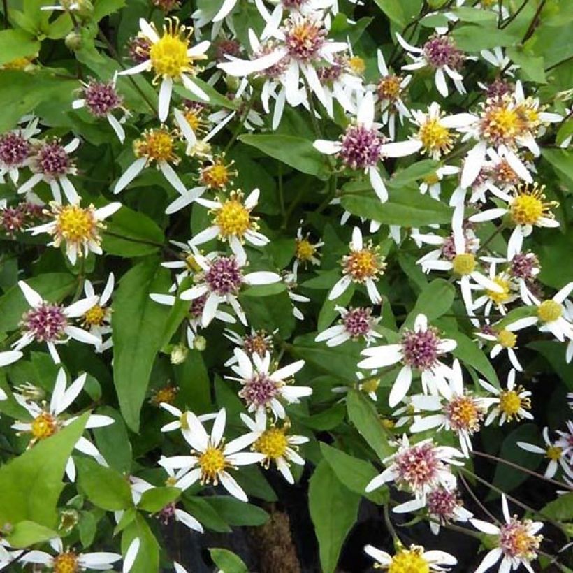 Aster divaricatus Tradescant - Aster divariqué (Foliage)