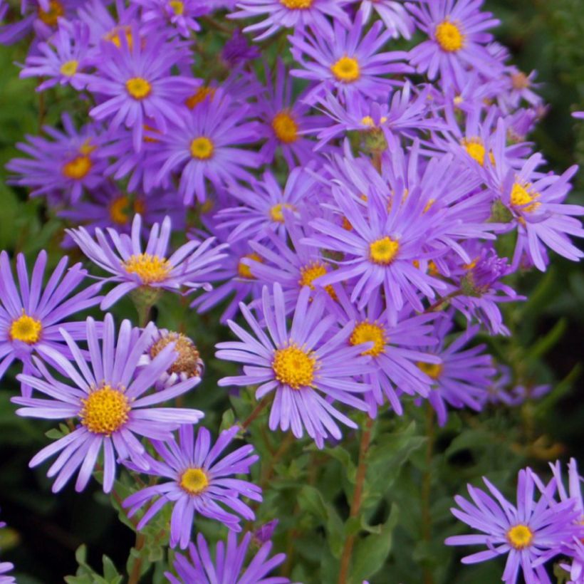 Aster dumosus Early Blue - Aster nain (Flowering)