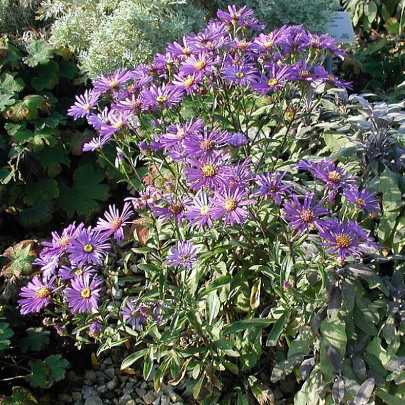Aster dumosus Early Blue - Aster nain (Plant habit)