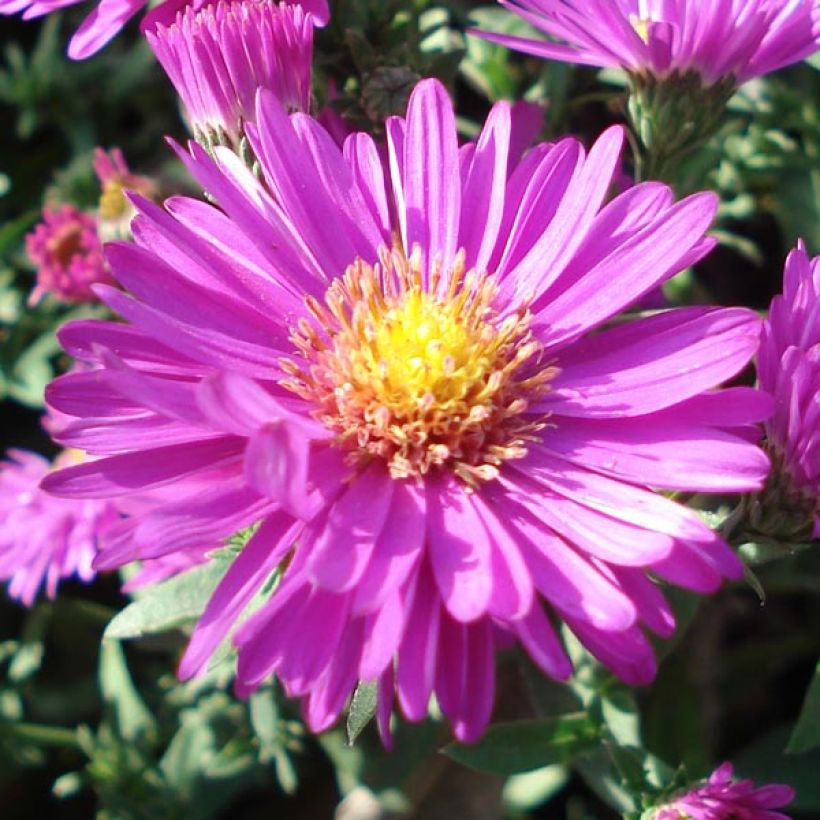 Aster dumosus Jenny - Aster nain (Flowering)