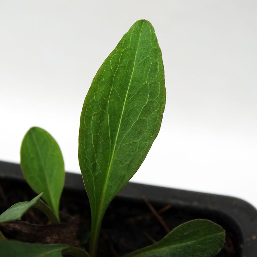 Aster dumosus Marjorie - Aster nain (Foliage)