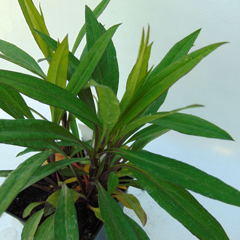 Aster dumosus Samoa - Aster nain d'automne (Foliage)