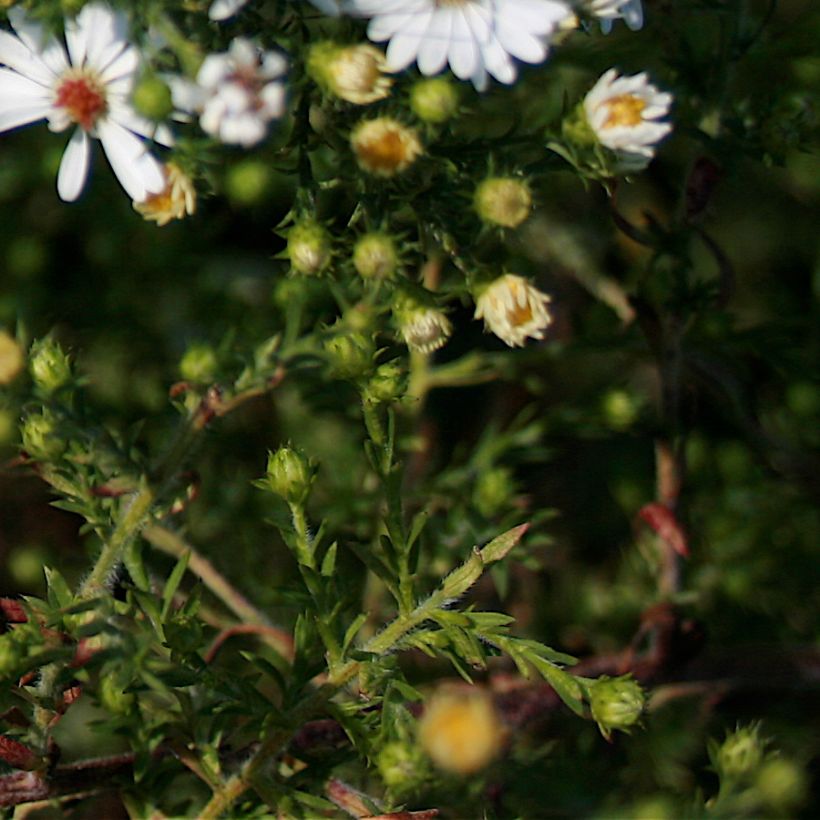 Aster fausse-bruyère - Aster ericoides (Foliage)