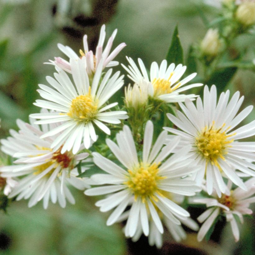 Aster fausse-bruyère - Aster ericoides (Flowering)
