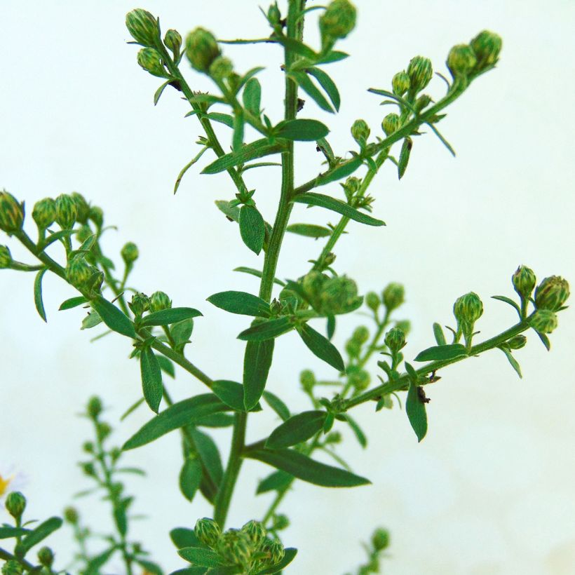 Aster ericoïdes Lovely (Foliage)