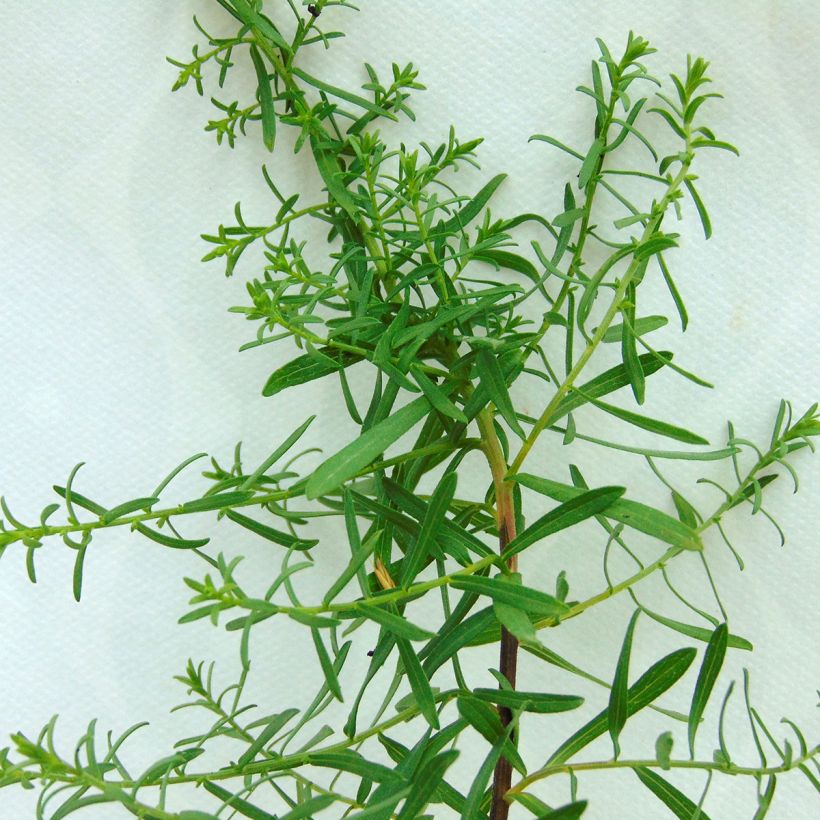 Aster ericoïdes f. prostratus Snow Flurry - Aster fausse-bruyère (Foliage)