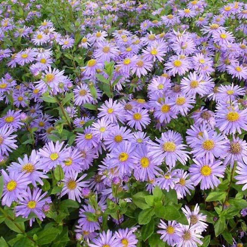 Aster frikartii Jungfrau - Aster d'été (Flowering)