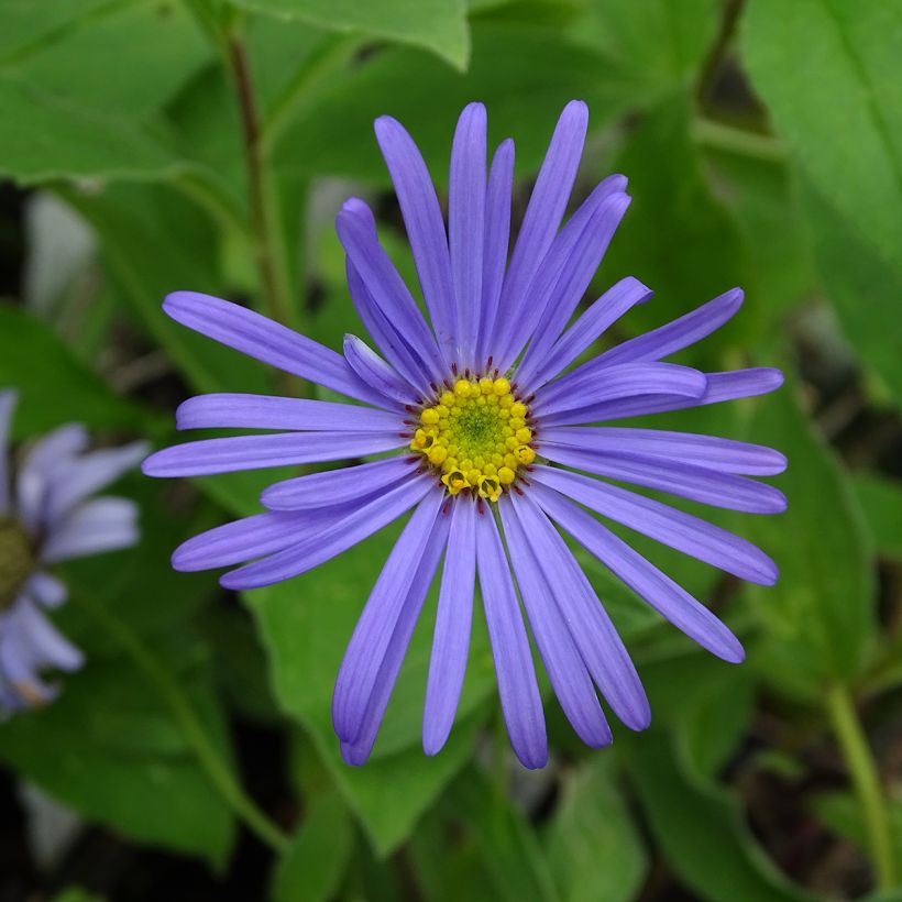 Aster frikartii Wunder von Stäfa - Aster d'automne (Flowering)