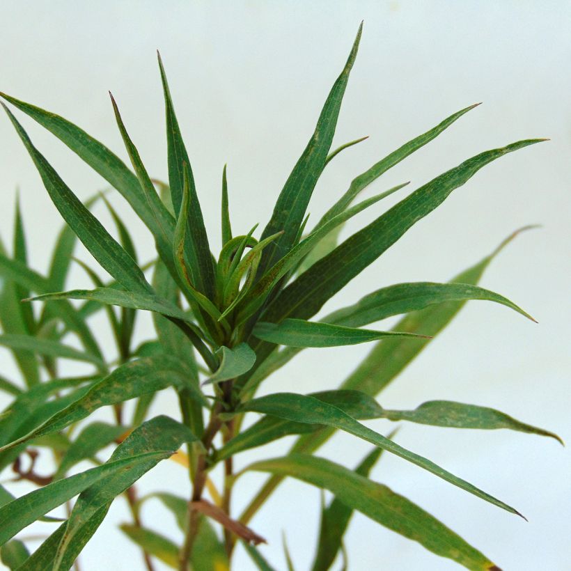 Aster hybride Ochtendgloren - Aster d'automne (Foliage)