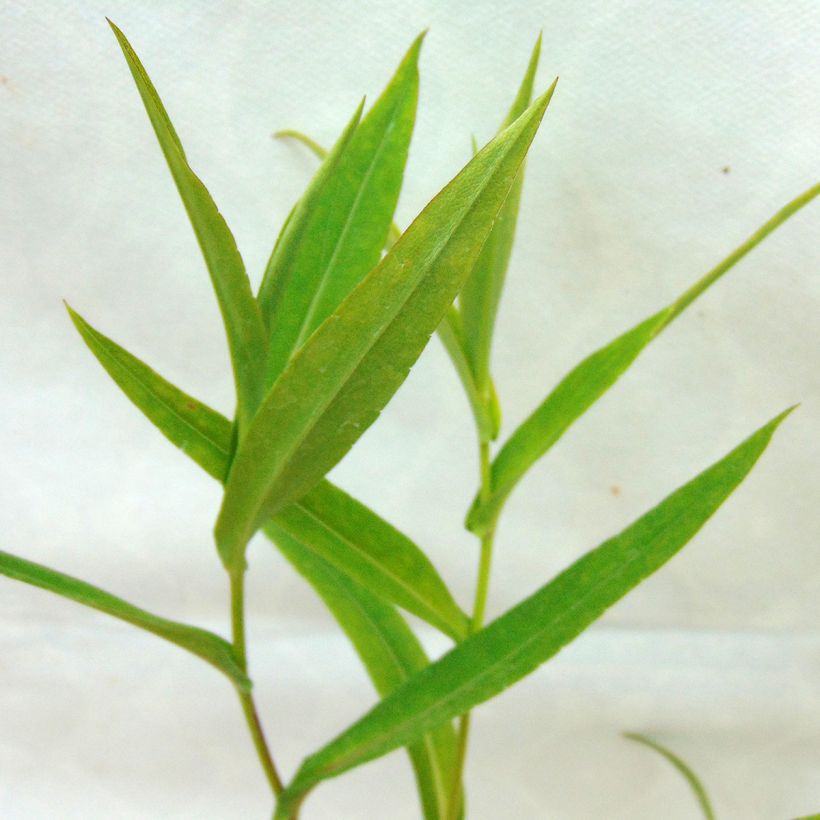 Aster laevis - Aster géant d'automne (Foliage)