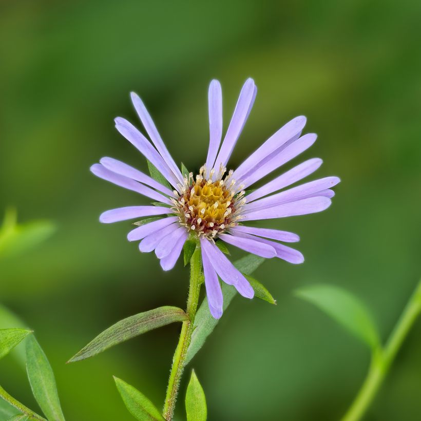 Aster laevis - Aster géant d'automne (Flowering)