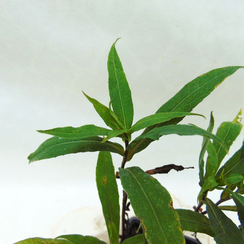 Aster lateriflorus Coombe Fishacre - Aster grand d'automne (Foliage)