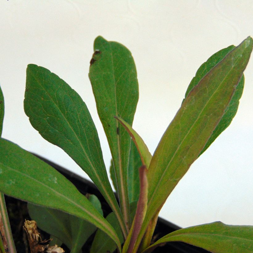 Aster lateriflorus Horizontalis - Aster d'automne (Foliage)