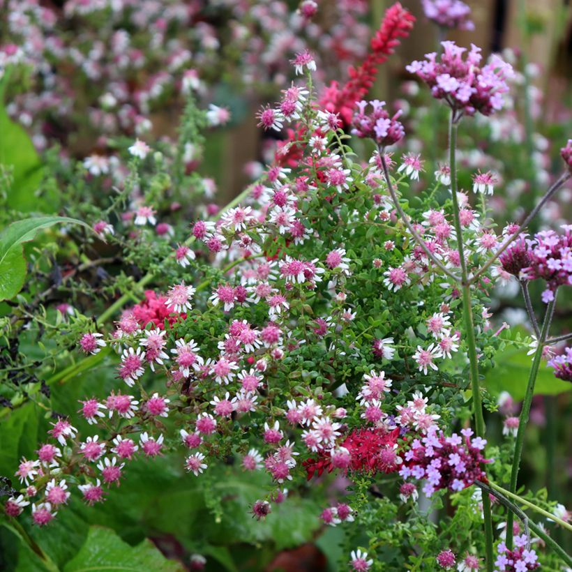 Aster lateriflorus Horizontalis - Aster d'automne (Plant habit)