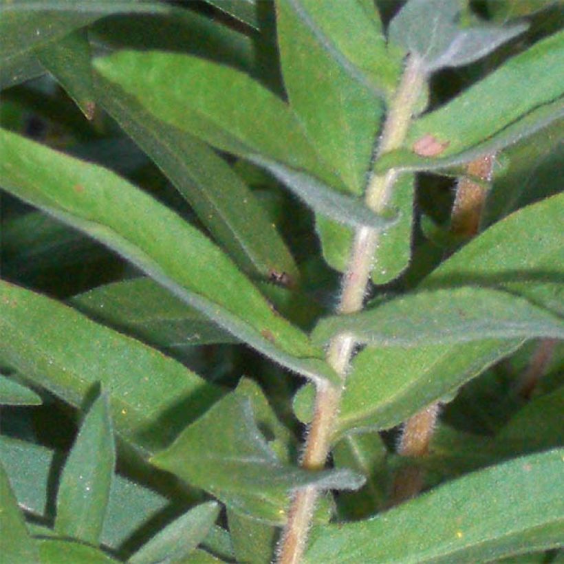 Aster novae angliae Barrs Blue - Aster grand d'automne (Foliage)
