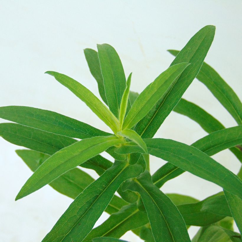 Aster novae-angliae Violetta - Aster grand d’automne (Foliage)