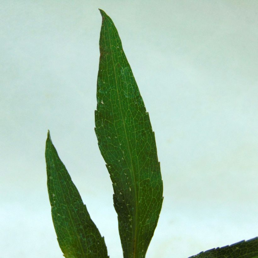 Aster novi-belgii Flamingo - Aster grand d’automne (Foliage)