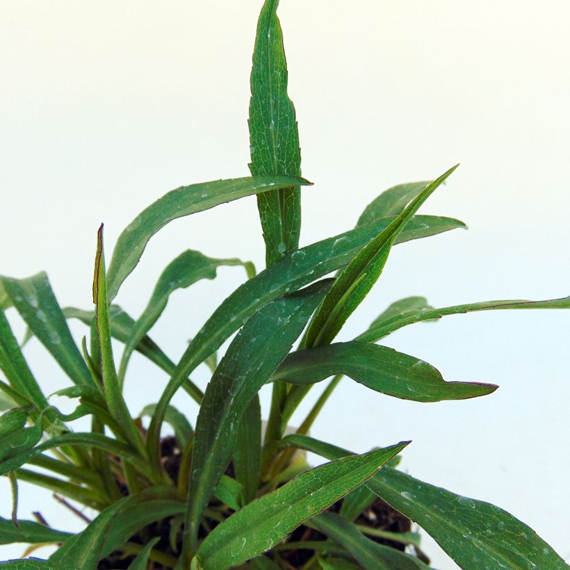 Aster novi-belgii Marie Ballard - Aster grand d’automne (Foliage)