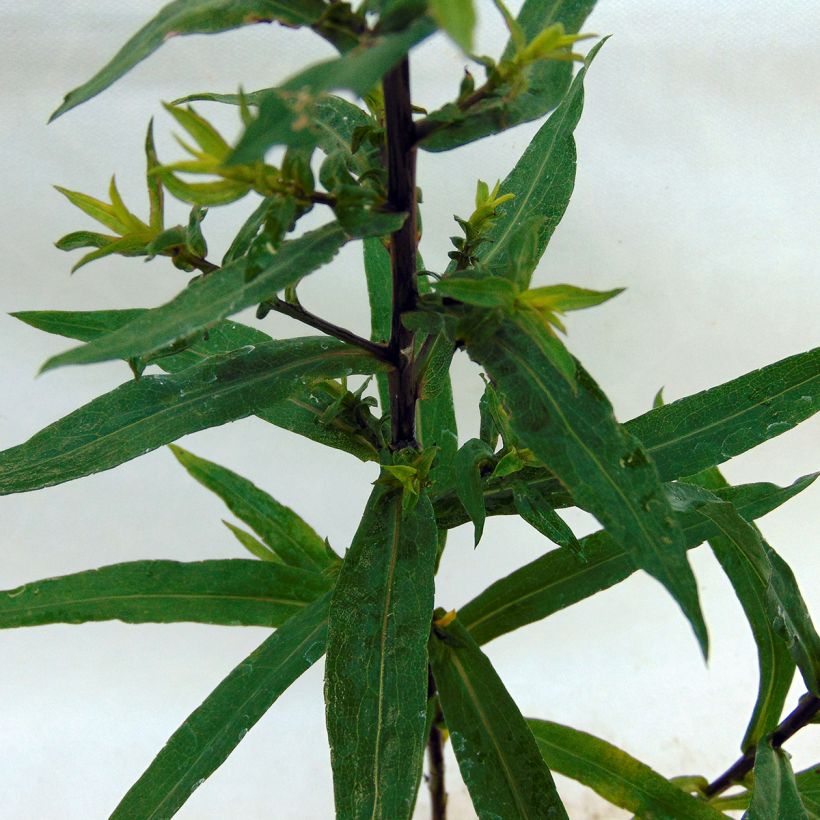 Aster novi-belgii Reitlingstal - Aster grand d’automne (Foliage)