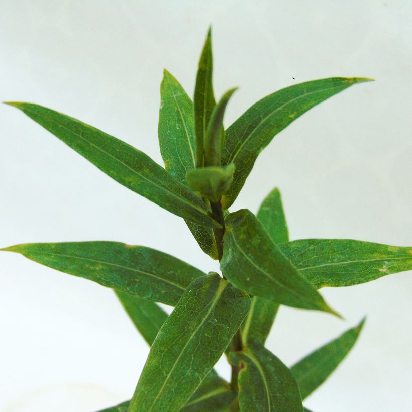 Aster novi-belgii Rosenponpon - Aster grand d’automne (Foliage)