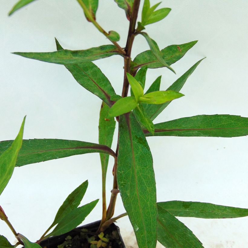 Aster novi-belgii Weisses Wunder - Aster grand d’automne (Foliage)