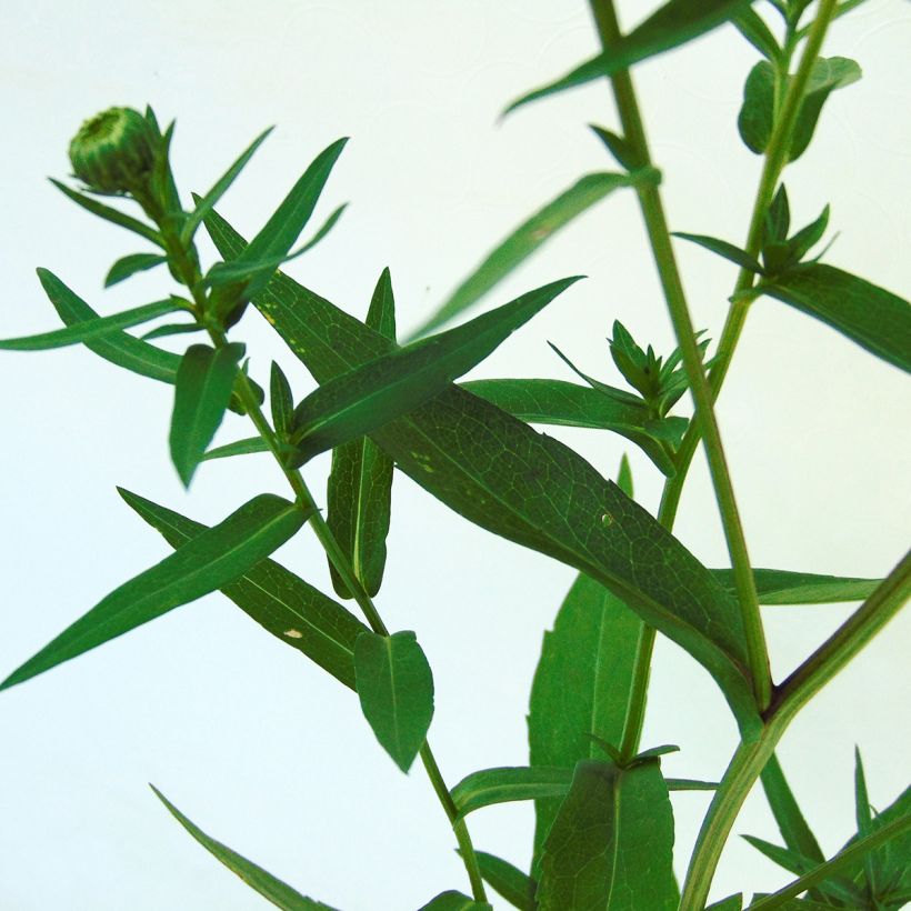 Aster novi-belgii White Lady - Aster grand d'automne (Foliage)