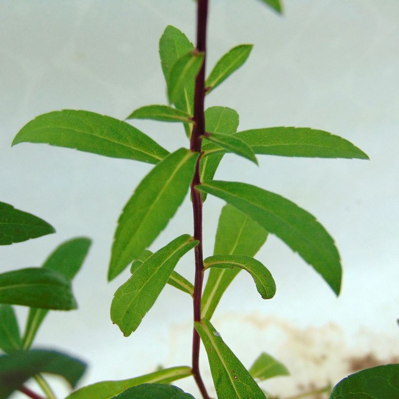 Aster radula August Sky - Aster d’été (Foliage)