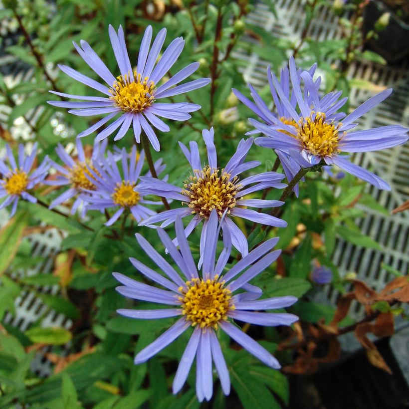 Aster radula August Sky - Aster d’été (Flowering)