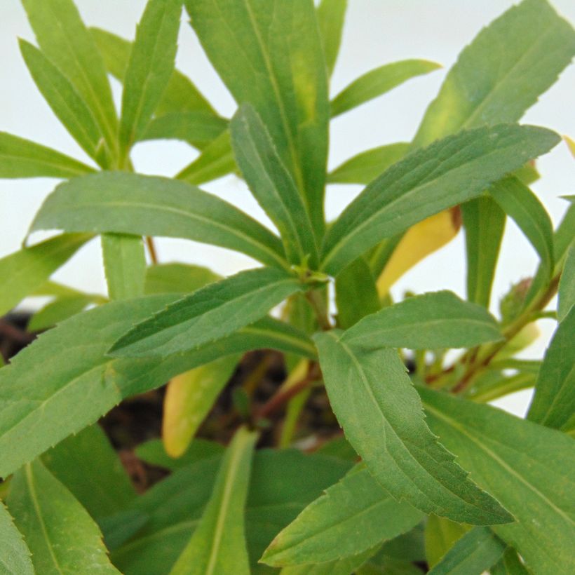 Aster sibiricus - Aster d'été (Foliage)
