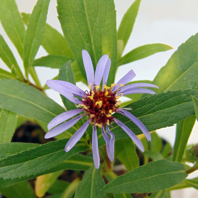 Aster sibiricus - Aster d'été (Flowering)