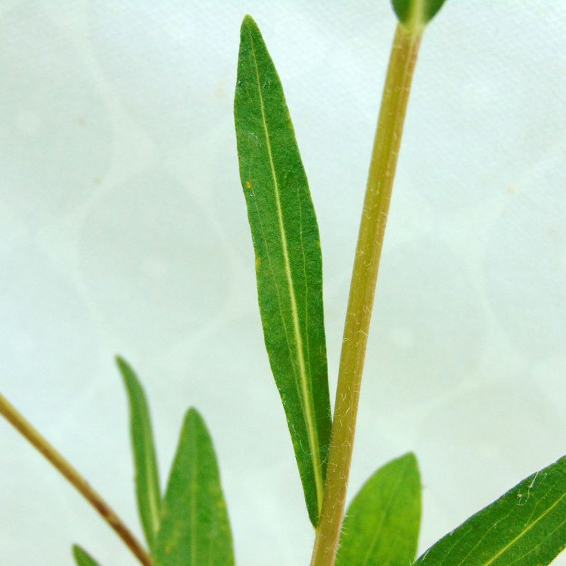 Aster tongolensis Berggarten - Aster de Printemps (Foliage)