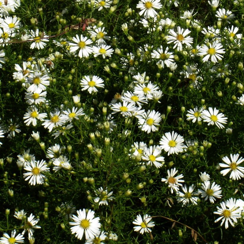 Aster tradescantii - Aster d'automne (Plant habit)