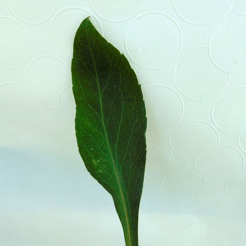 Aster turbinellus - Aster buissonant d'automne (Foliage)