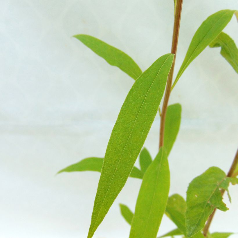 Aster umbellatus Weisser Schirm - Aster en ombelles (Foliage)