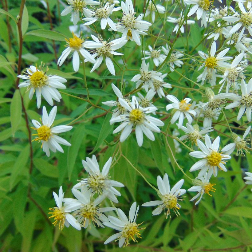 Aster umbellatus Weisser Schirm - Aster en ombelles (Flowering)