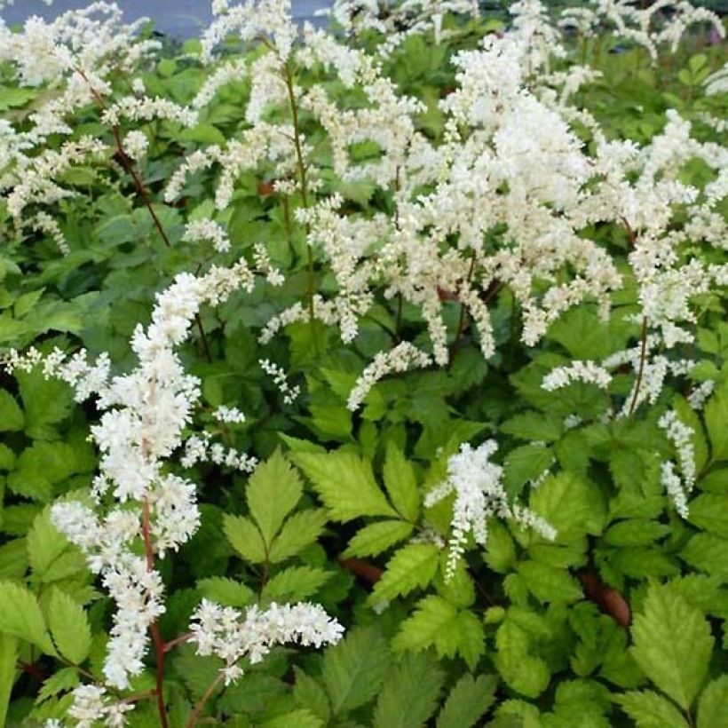 Astilbe Prof. van der Wielen (Flowering)
