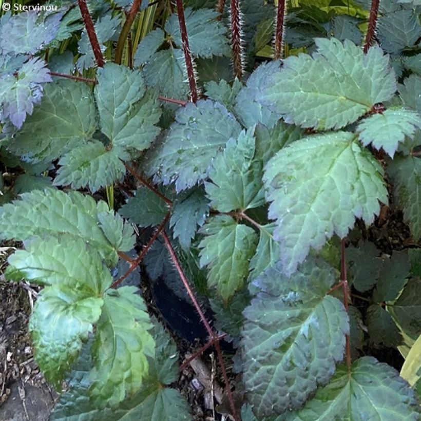 Astilbe arendsii Colour Flash - Astilbe d'Arends panachée (Foliage)