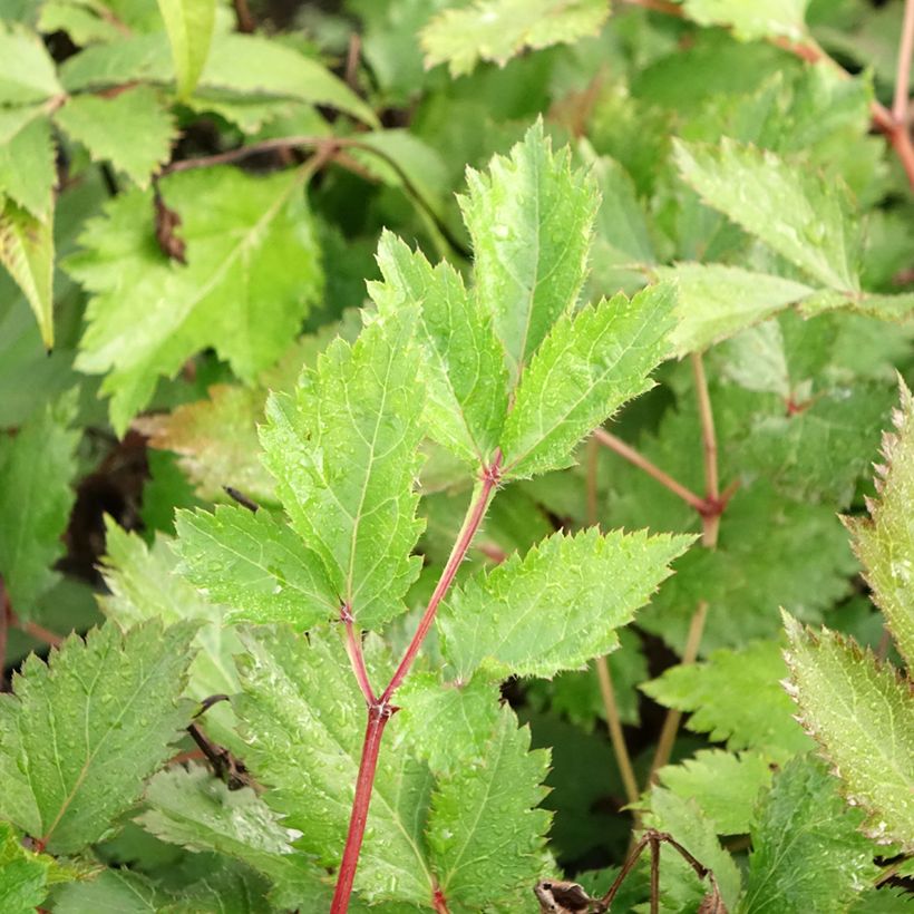 Astilbe chinensis Mighty Chocolate Cherry (Foliage)