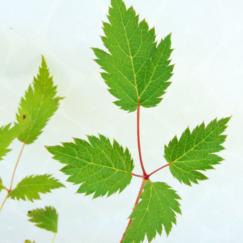 Astilbe chinensis Veronica Klose (Foliage)