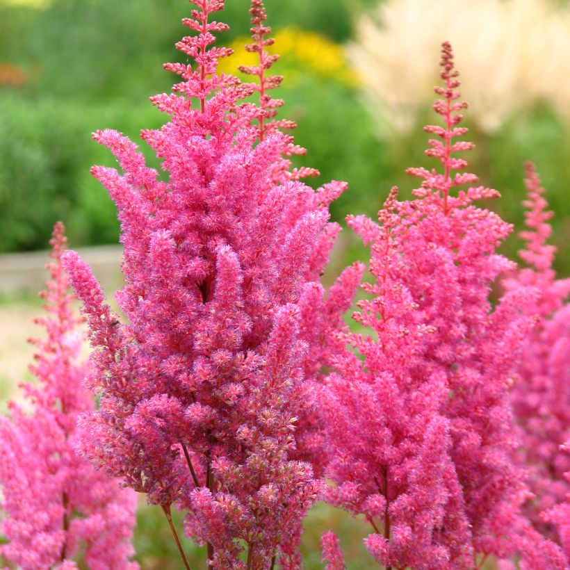 Astilbe chinensis Veronica Klose (Flowering)