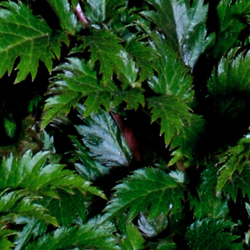 Astilbe crispa Perkeo (Foliage)