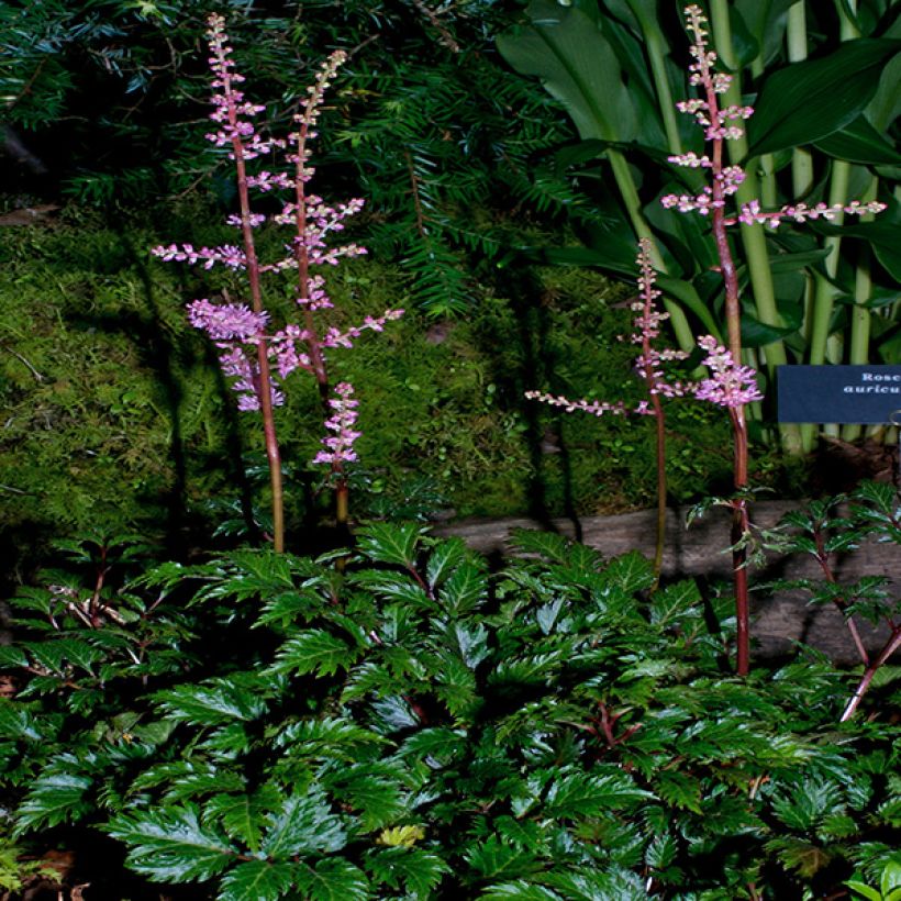 Astilbe crispa Perkeo (Plant habit)
