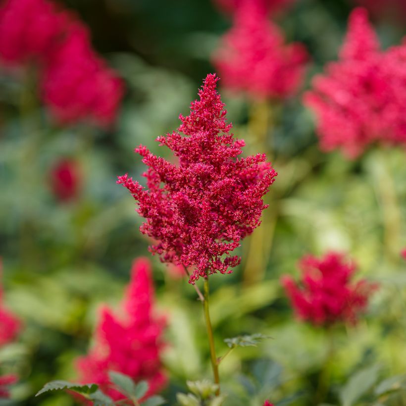 Astilbe japonica Red Sentinel (Flowering)