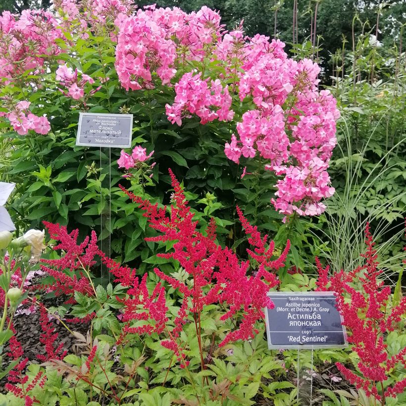 Astilbe japonica Red Sentinel (Plant habit)