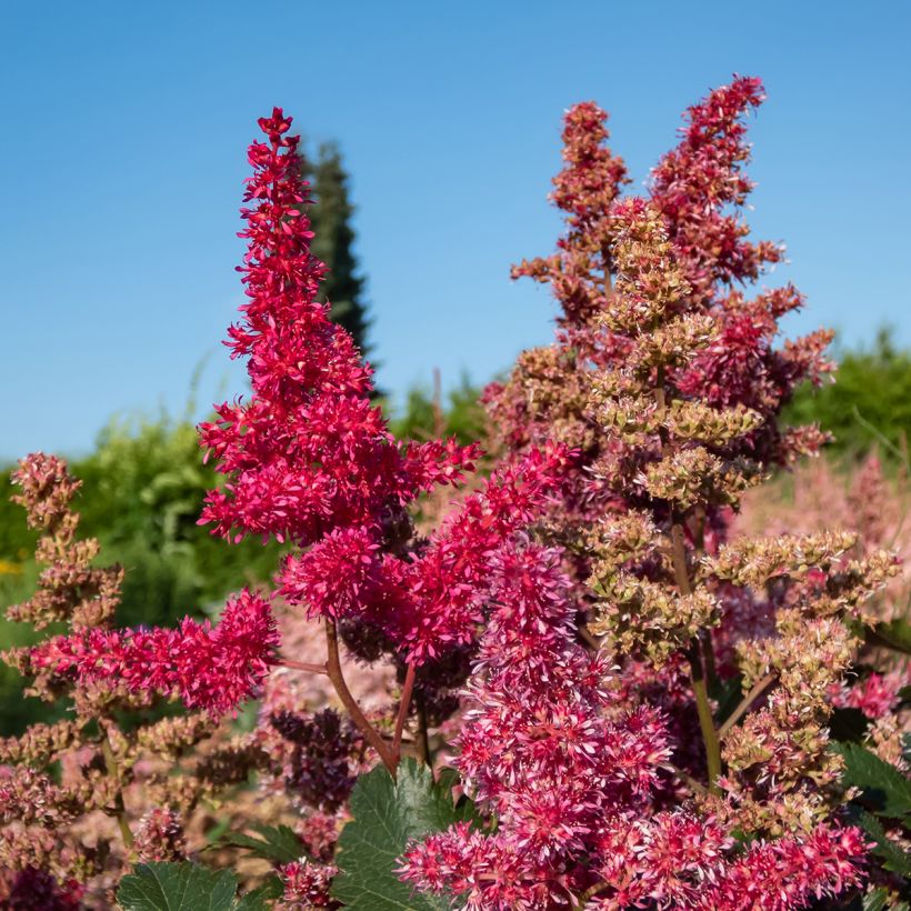 Astilbe japonica Vesuvius (Flowering)