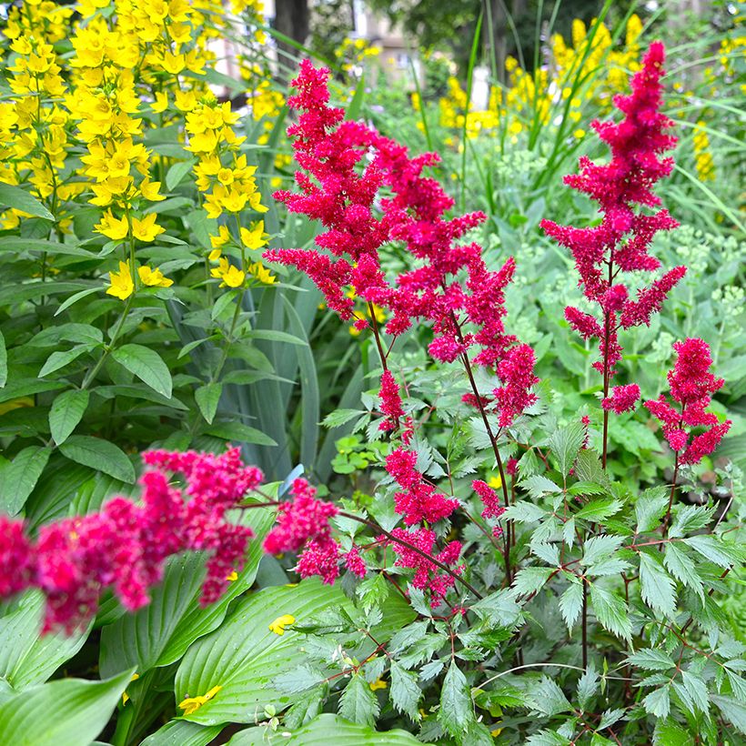 Astilbe japonica Vesuvius (Plant habit)
