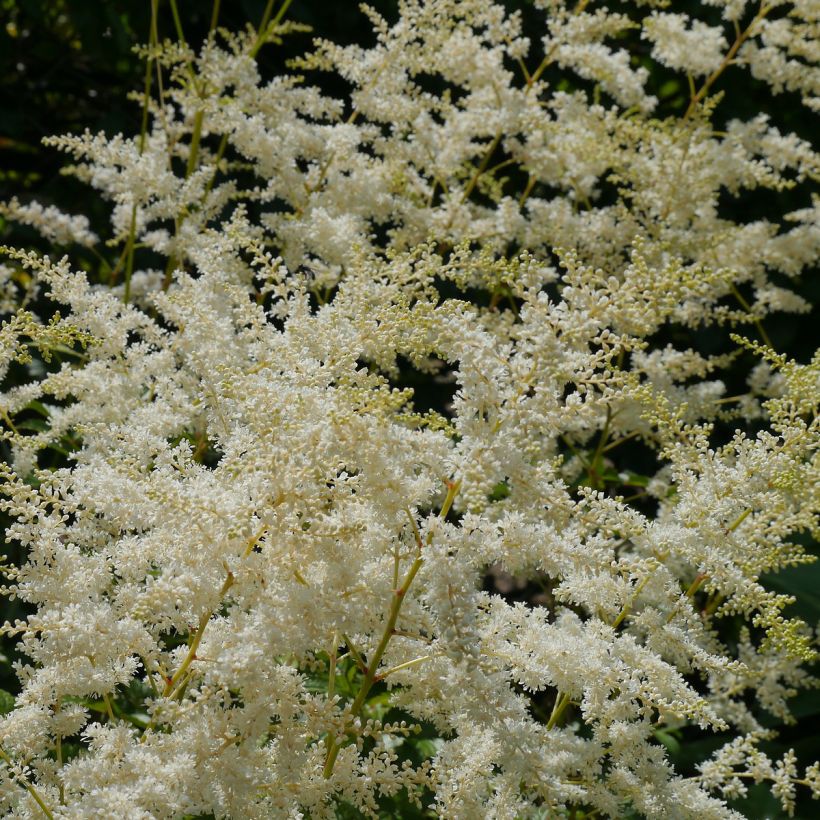 Astilbe simplicifolia Darwin's Snow Sprite (Flowering)