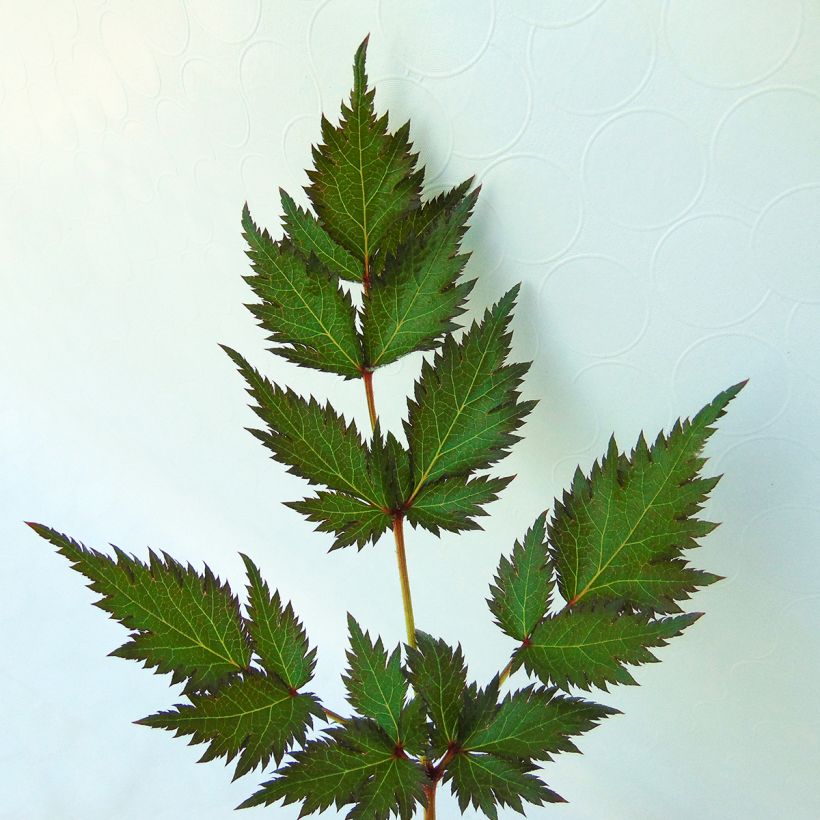 Astilbe simplicifolia Pink Lightning (Foliage)