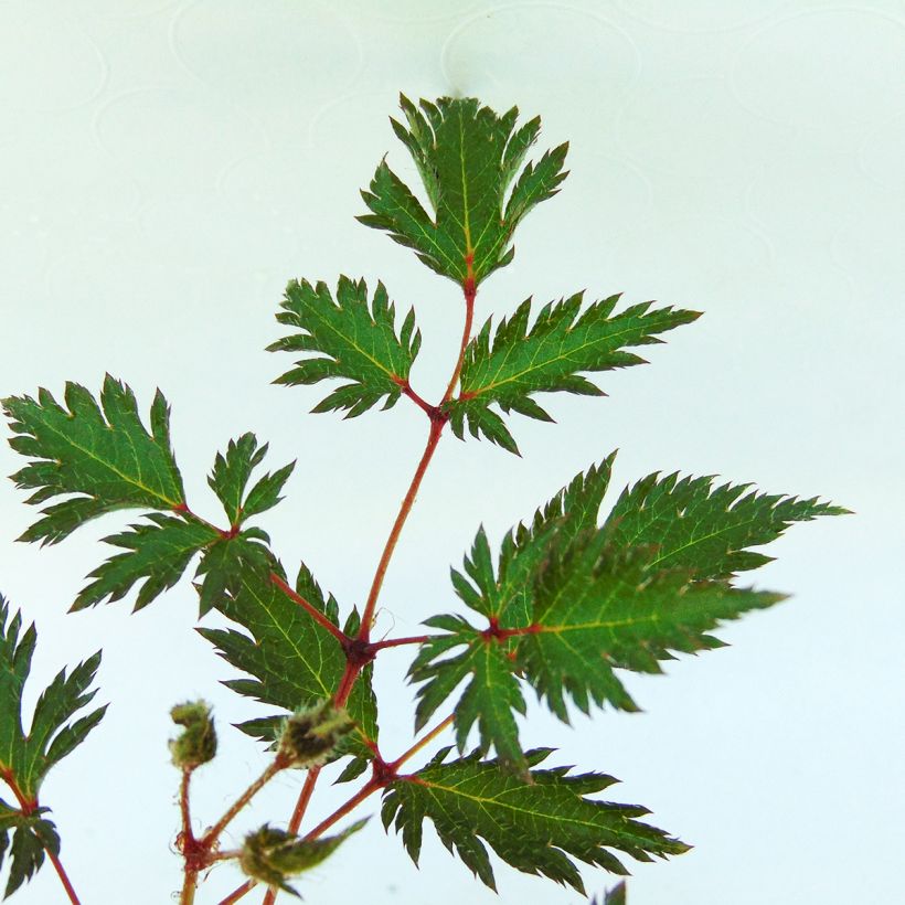 Astilbe simplicifolia Sprite (Foliage)