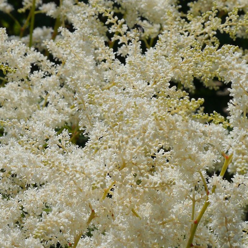 Astilbe simplicifolia Sprite (Flowering)